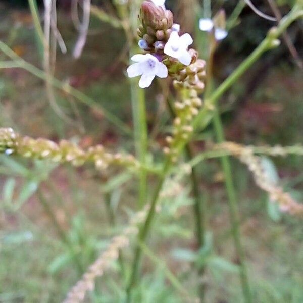 Verbena litoralis फूल