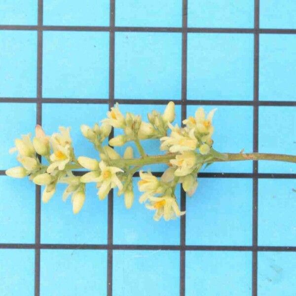 Forsteronia glabrescens Flower