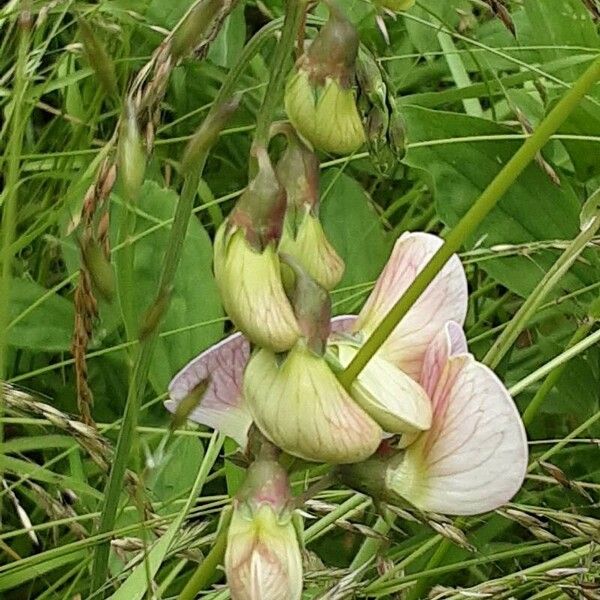 Lathyrus sylvestris Blüte