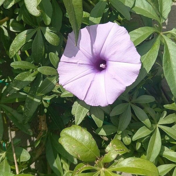 Ipomoea cairica Blüte