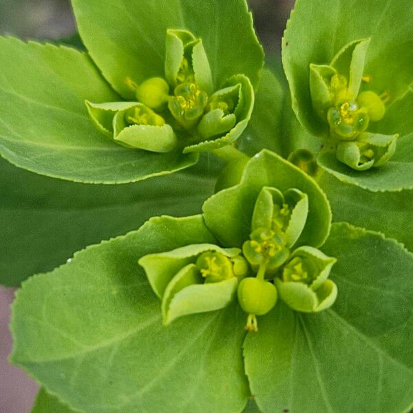 Euphorbia helioscopia Φρούτο