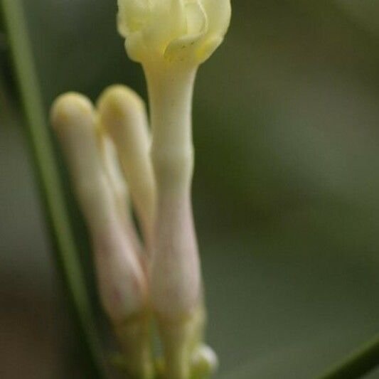 Tabernaemontana disticha Flower