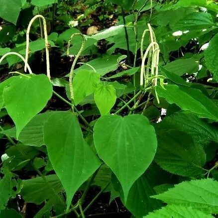 Piper marginatum Feuille