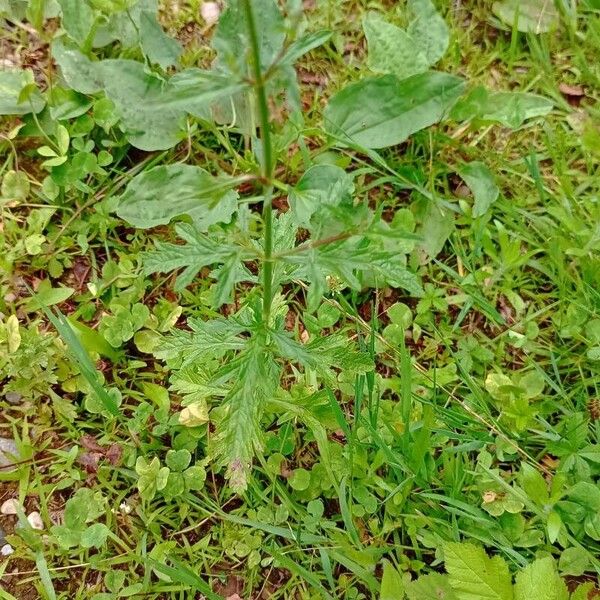 Verbena officinalis Folha