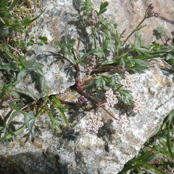 Bunium alpinum