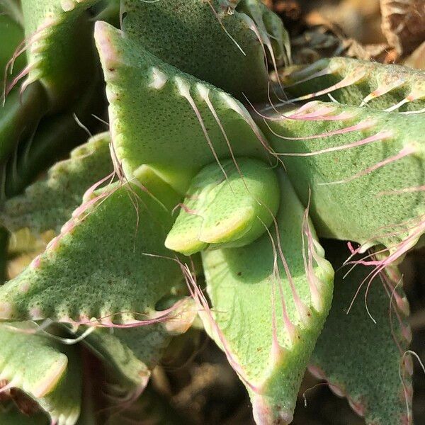 Faucaria tigrina Habitus