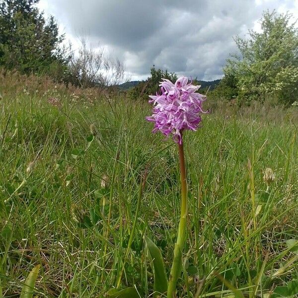 Orchis simia Flor