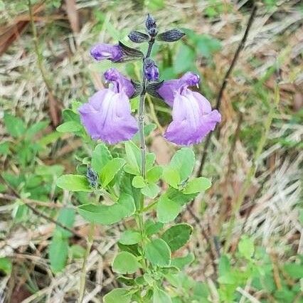 Scutellaria integrifolia 花