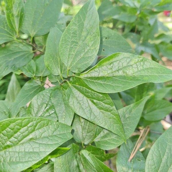 Celtis laevigata Ліст