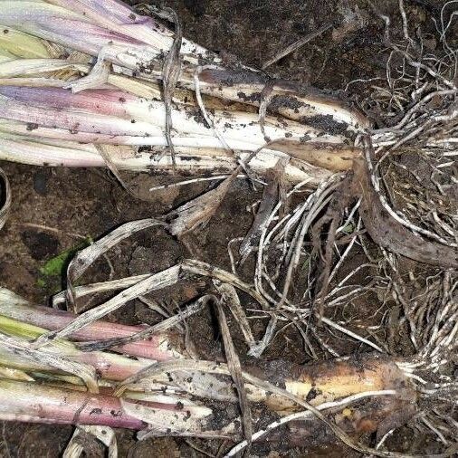 Allium fistulosum Yeri