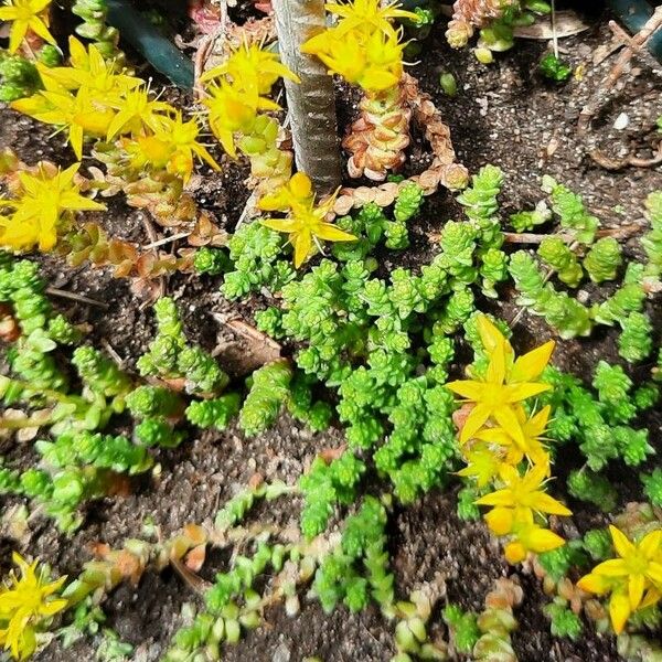 Sedum oreganum Fiore