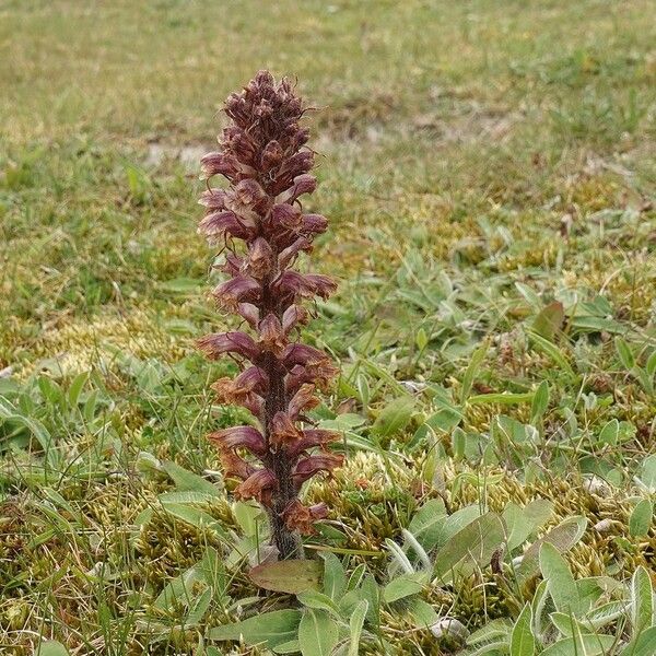 Orobanche minor Alkat (teljes növény)