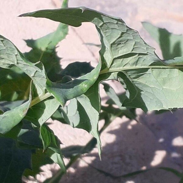 Sonchus oleraceus Leaf