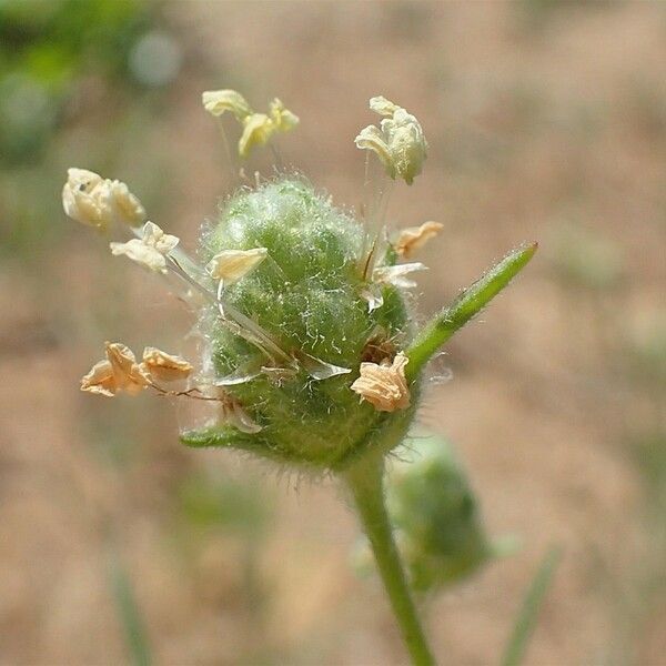 Plantago arenaria Habit