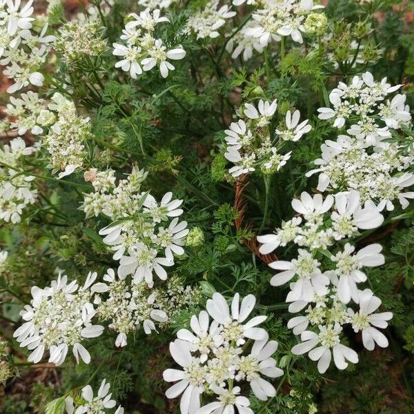 Orlaya grandiflora Celota