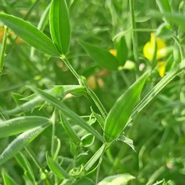 Lathyrus pratensis Yaprak