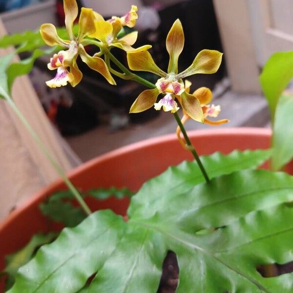 Encyclia tampensis Кветка