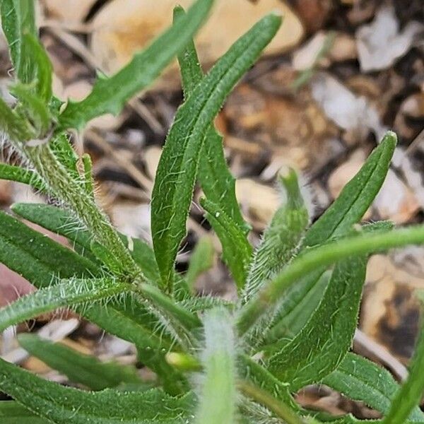 Chorispora tenella 葉