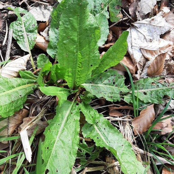 Rumex patientia Buveinė