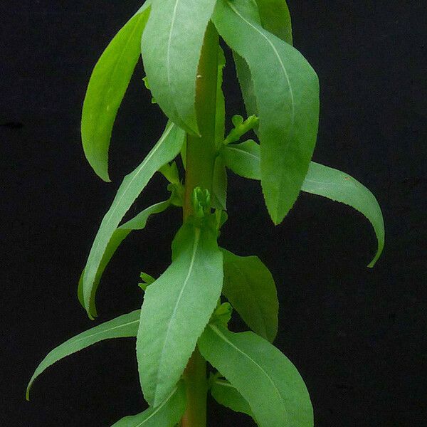 Euphorbia stricta Leaf