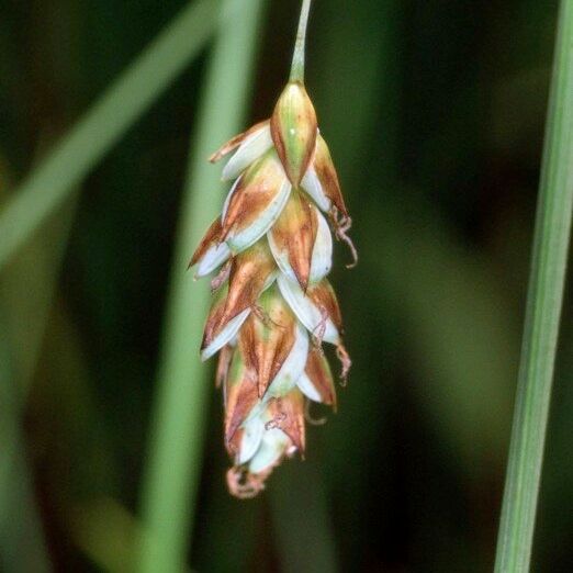 Carex limosa 果実