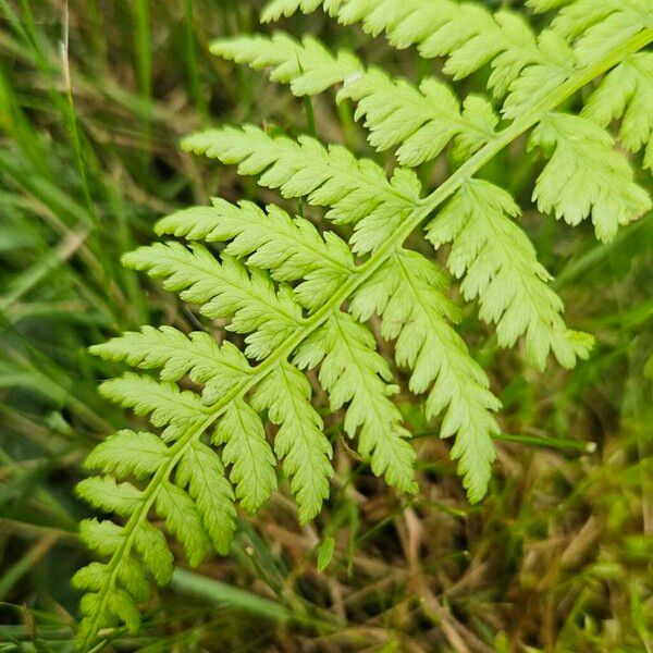 Athyrium filix-femina Blad