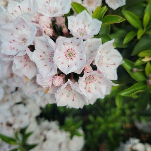 Kalmia latifolia Flower