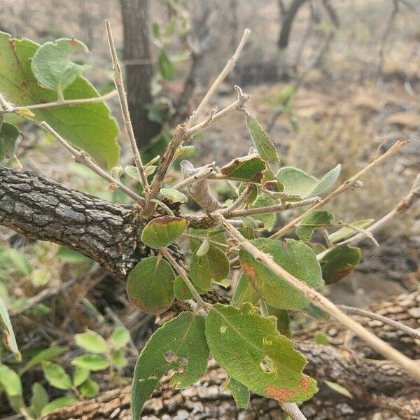 Combretum molle Blad