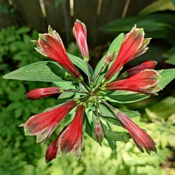 Alstroemeria psittacina Кветка