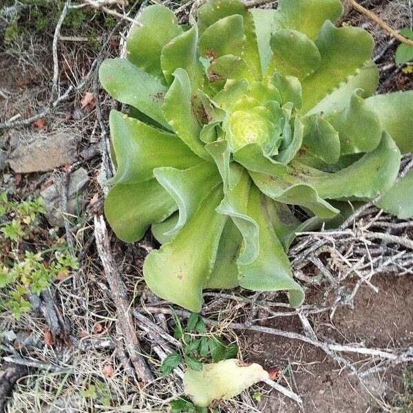 Aeonium canariense Folla