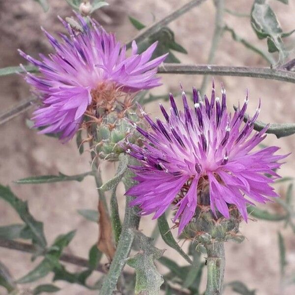 Centaurea aspera Цветок