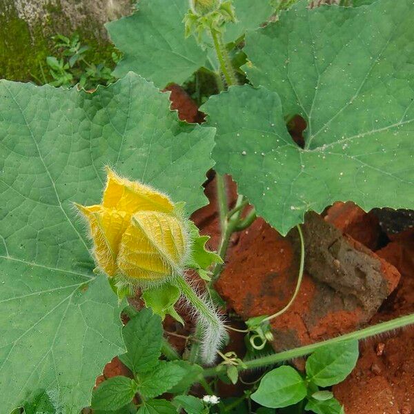 Benincasa hispida Flower