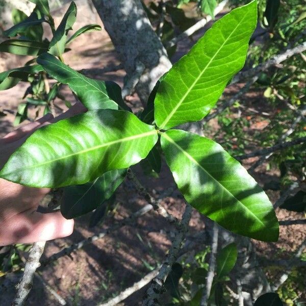 Garcinia livingstonei Leht