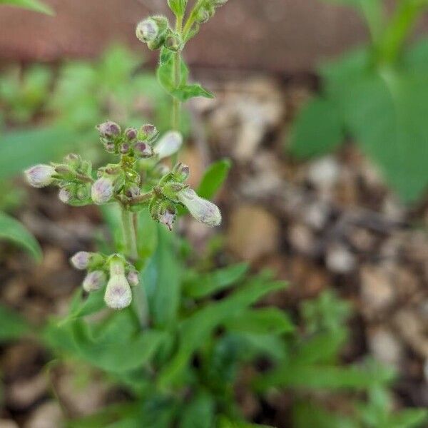 Penstemon pallidus Flower