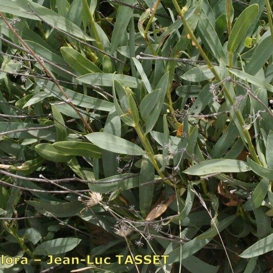 Bupleurum gibraltaricum Lapas