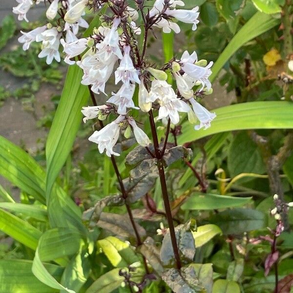 Penstemon calycosus Flor