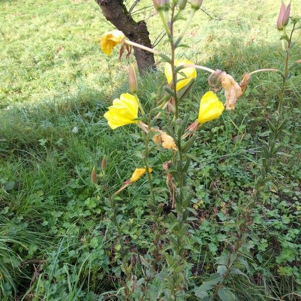 Oenothera longiflora ᱵᱟᱦᱟ