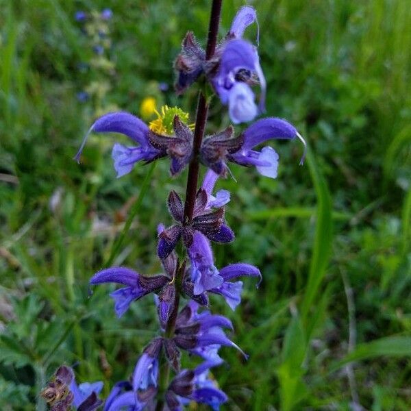 Salvia pratensis Flor