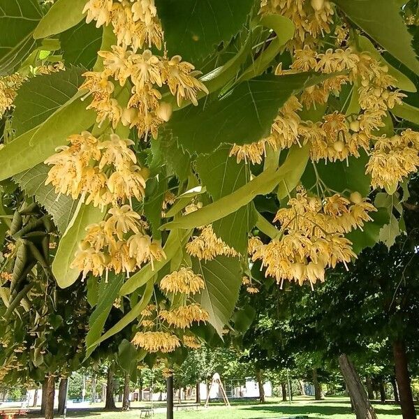 Tilia × euchlora 花