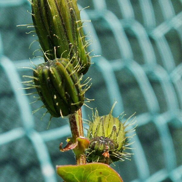 Sonchus oleraceus Други