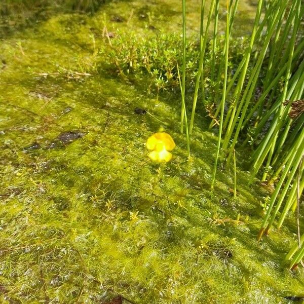 Utricularia gibba Fiore