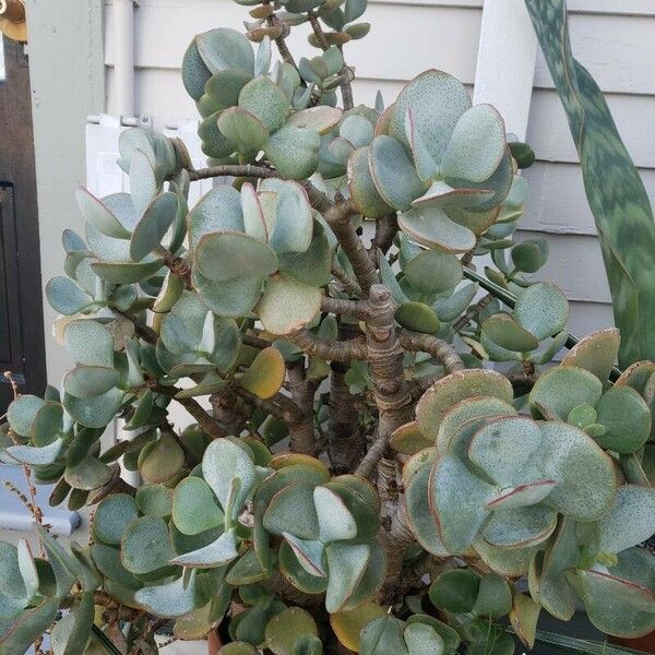 Crassula arborescens Агульны выгляд