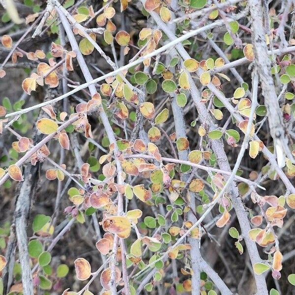 Cotoneaster nummularius Bark