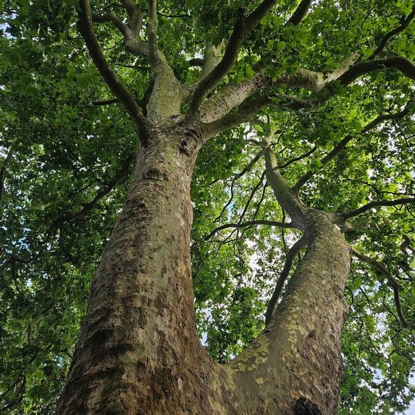 Platanus × hispanica Celota