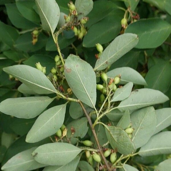 Cotoneaster multiflorus Folio