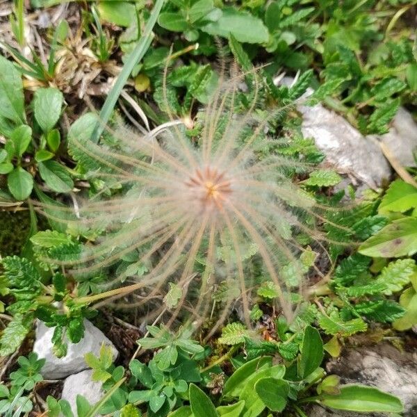 Geum montanum Flower