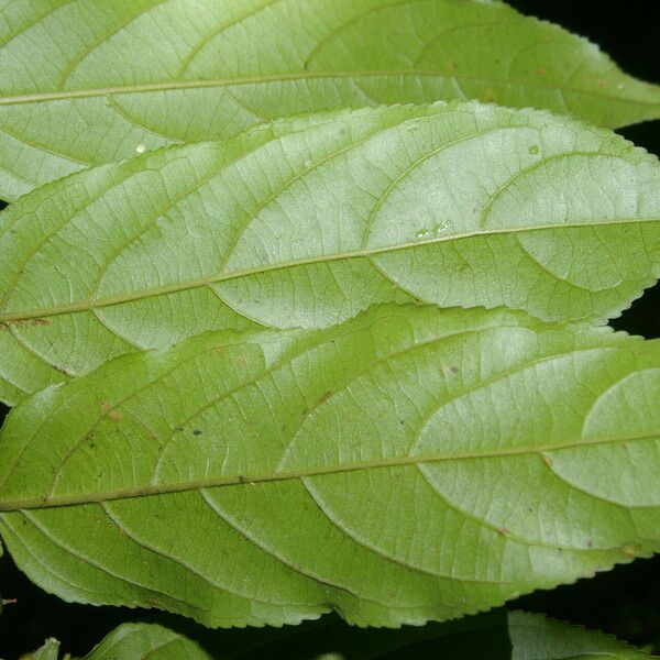 Casearia arborea Leaf