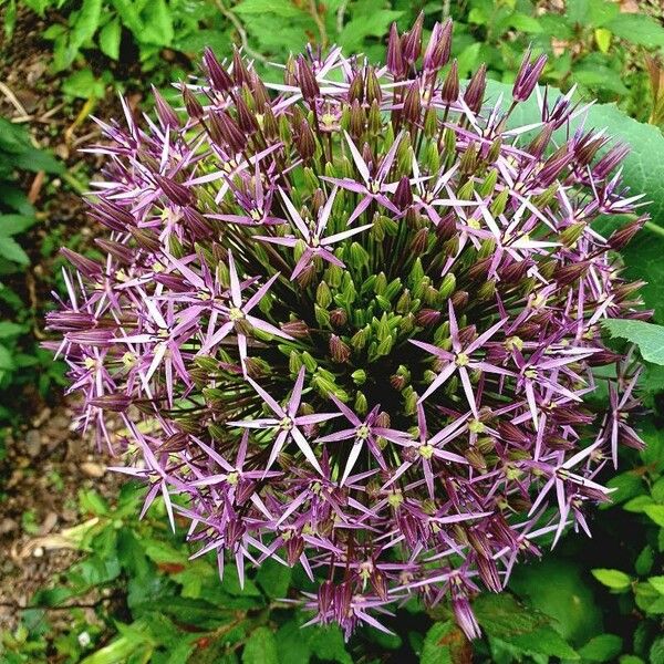 Allium nigrum Flower