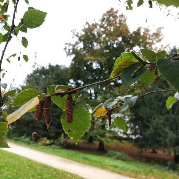 Betula pubescens Frucht