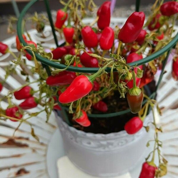 Capsicum baccatum Other